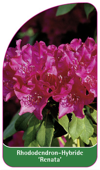 Rhododendron-Hybride 'Renata'