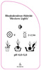 Rhododendron-Hybride 'Western Lights'