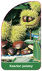 Chestnut