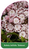 Kalmia latifolia 'Ginkona'