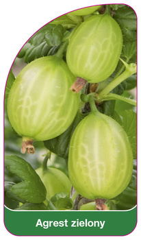 Agrest zielony