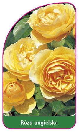 Roza angielska Nr. 500