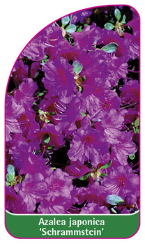 Azalea japonica 'Schrammstein'