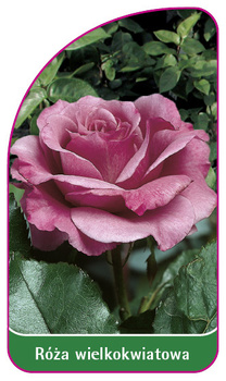 Róza wielkokwiatowa Nr. 211