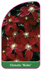 Clematis 'Niobe'