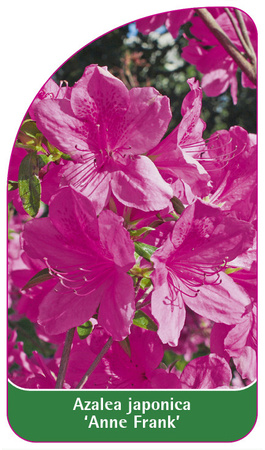 Azalea japonica 'Anne Frank'