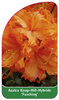 Azalea Knap-Hill-Hybride 'Fasching'