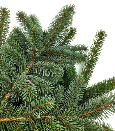 Gałązka świerka srebrna żywa do 40cm