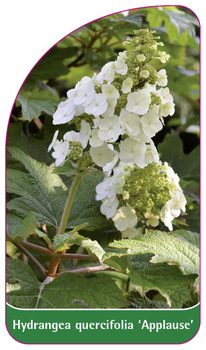 Hydrangea quercifolia 'Applause'