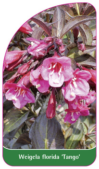 Weigela florida 'Tango'