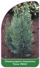 Chamaecyparis Iawsoniana 'Snow White'