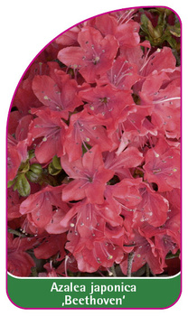 Azalea japonica ,Beethoven'
