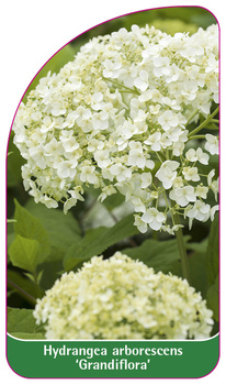 Hydrangea arborescens 'Grandiflora'