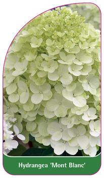 Hydrangea 'Mont Blanc'