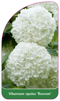 Viburnum opulus 'Roseum'