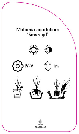 Mahonia aquifolium 'Smaragd'