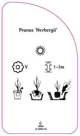 Prunus 'Herbergii'