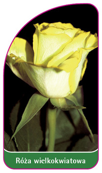 Róza wielkokwiatowa Nr. 241