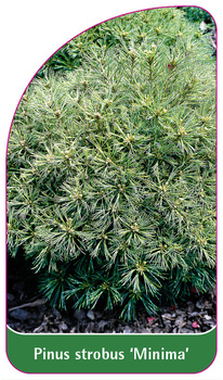 Pinus strobus 'Minima'