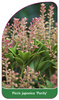Pieris japonica 'Purity'