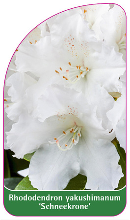 Rhododendron yakushimanum 'Schneekrone'