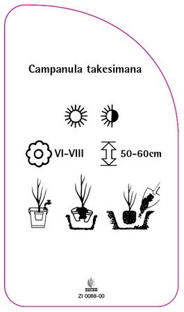 Campanula takesimana