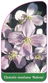 Clematis montana 'Rubens'