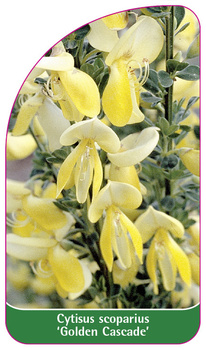 Cytisus scoparius 'Golden Cascade'