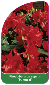 Rhododendron repens 'Pumuckl'