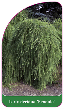 Larix decidua 'Pendula'