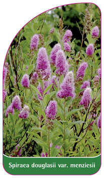 Spiraea douglasii var. menziesii
