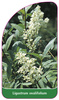Ligustrum ovalifolium