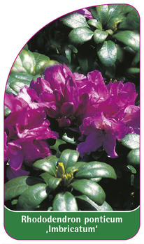 Rhododendron ponticum 'Imbricatum'