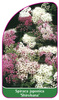 Spiraea japonica 'Shirobana'
