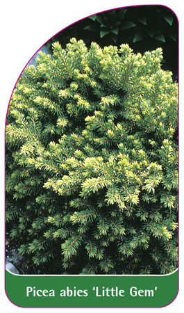 Picea abies 'Little Gem'