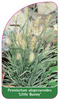 Pennisetum alopecuroides 'Little Bunny'