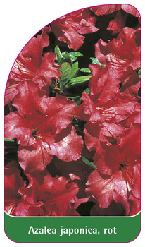 Azalea japonica, rot