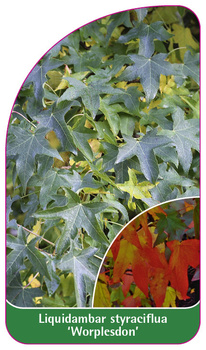 Liquidambar styraciflua 'Worplesdon'