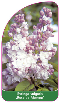 Syringa vulgaris 'Rose de Mosou'