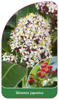 Skimmia japonica