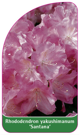 Rhododendron yakushimanum 'Sanatana'