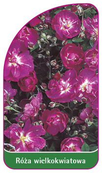 Róza pnąca Nr. 238