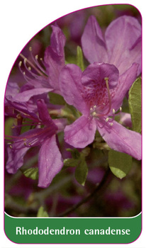 Rhododendron canadense