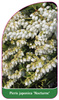 Pieris japonica 'Nocturne'