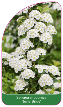Spiraea nipponica 'June Bride'