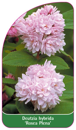Deutzia hybrida 'Rosea Plena'