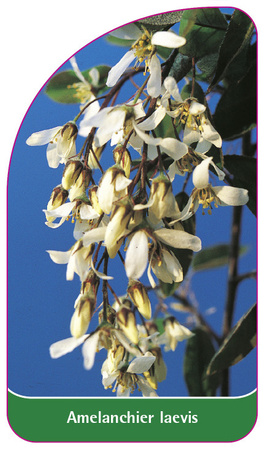 Amelanchier laevis