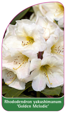 Rhododendron yakushimanum 'Golden Melodie'
