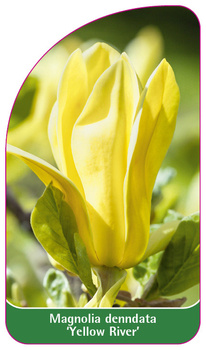 Magnolia denndata 'Yellow River'
