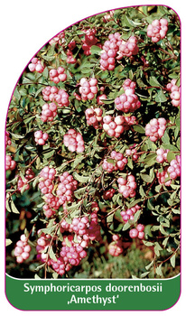 Symphoricarpos doorenbosii 'Amethyst'
